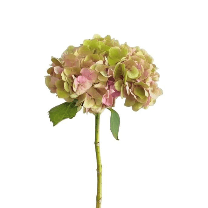 11.png Flowers - Image 1