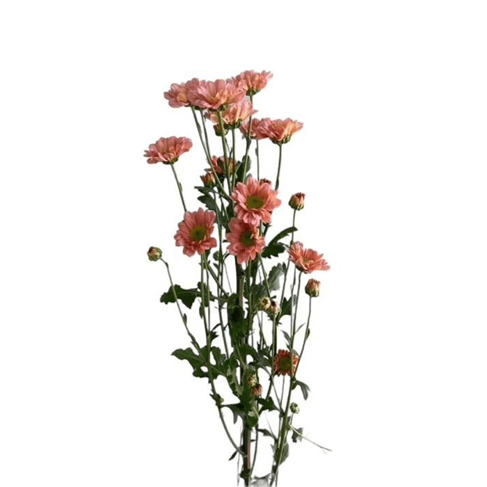 13.png Flowers - Image 1