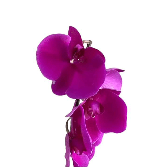 14.png Flowers - Image 1