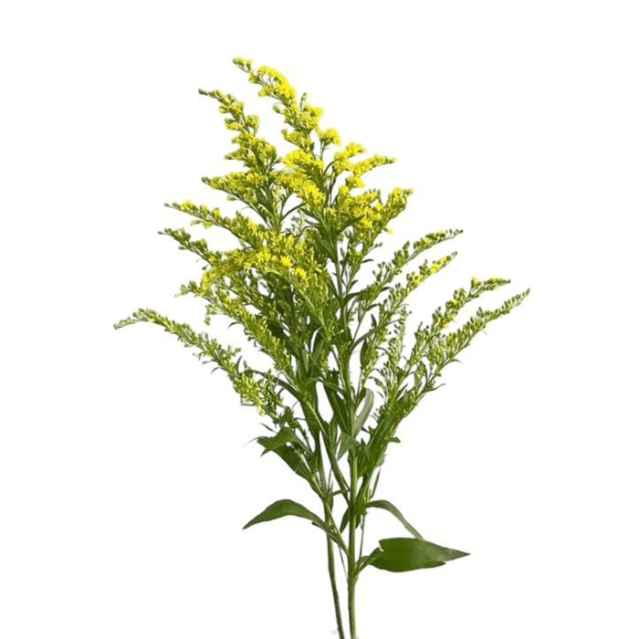 15.png Flowers - Image 1