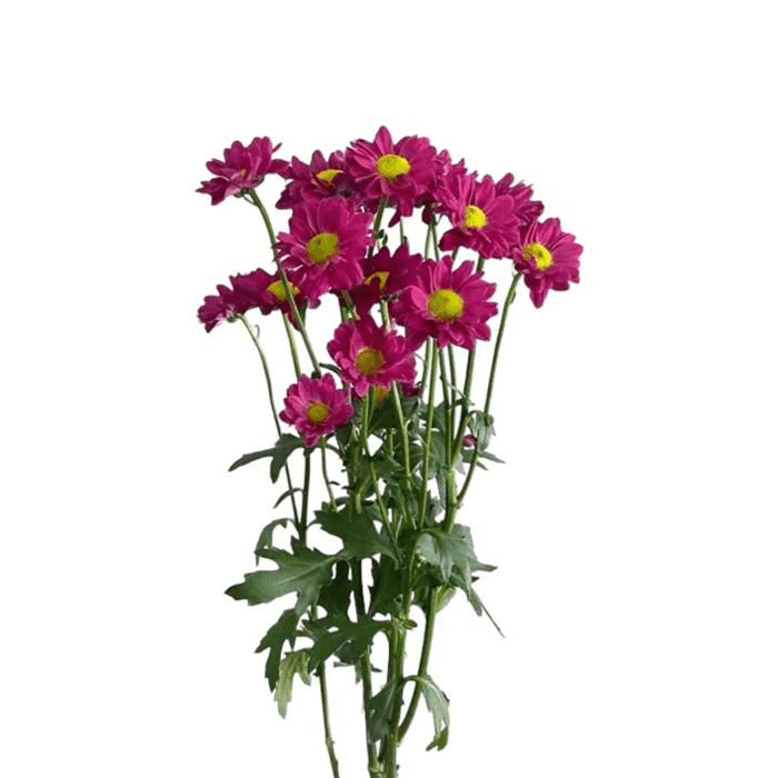 16.png Flowers - Image 1