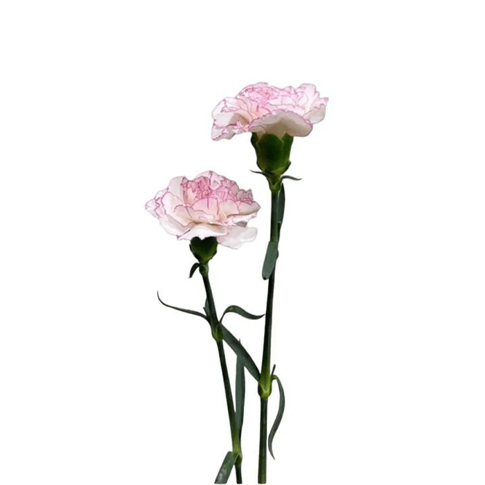 21.png Flowers - Image 1