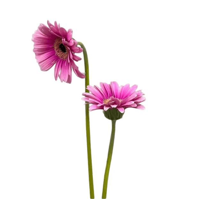 24.png Flowers - Image 1