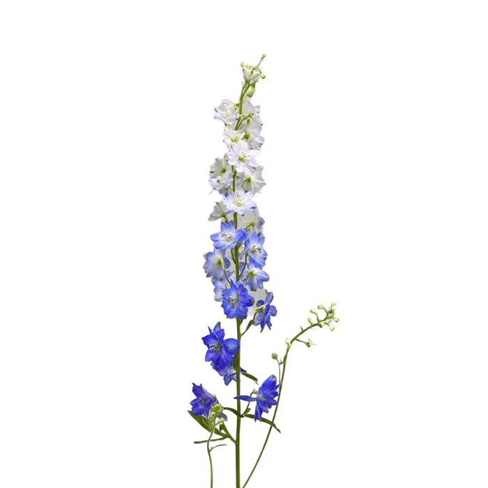 27.png Flowers - Image 1