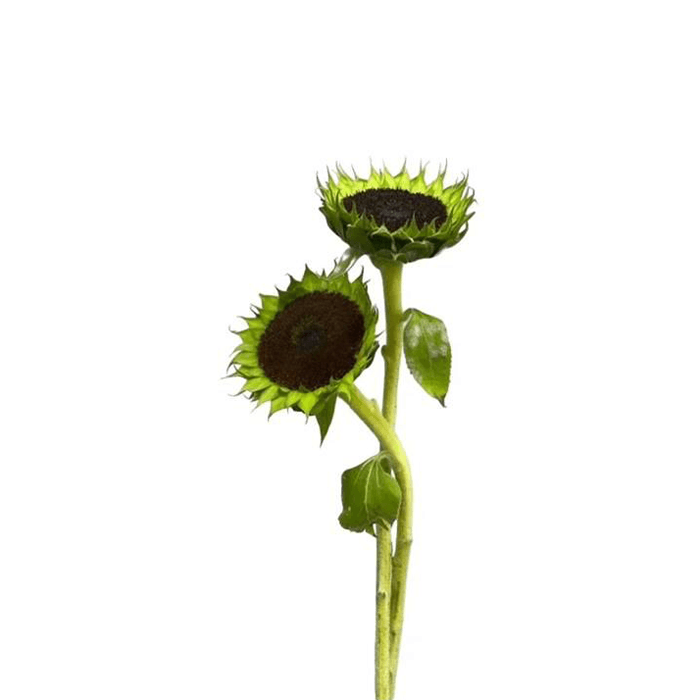 28.png Flowers - Image 1