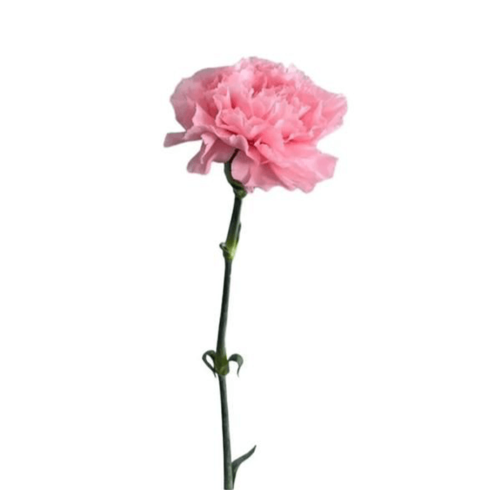 4.png Flowers - Image 1