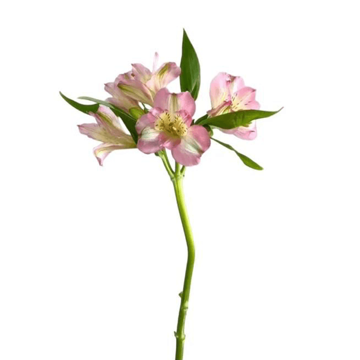 5.png Flowers - Image 1