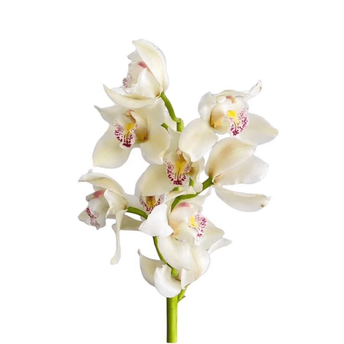 7.png Flowers - Image 1
