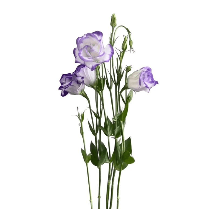 8.png Flowers - Image 1
